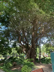 Bức ảnh chụp một cây cổ thụ rất lớn, có thể là cây đa, trong một không gian giống như công viên hoặc vườn hoa vào ban ngày. Cây có tán lá xum xuê, thân cây to và nhiều rễ phụ dài buông xuống đất. Dựa vào thân cây là một chiếc thang tre. Xung quanh cây cổ thụ có nhiều cây xanh khác, bao gồm cả những cây cọ cảnh ở tiền cảnh. Một phần của chiếc ghế công viên có thể được nhìn thấy ở góc dưới bên phải. Phía xa là những cây khác và không gian thoáng đãng của công viên. Không có hoạt động nào đáng chú ý của con người, chỉ có khung cảnh thiên nhiên yên tĩnh. Không có văn bản hay biển hiệu nào trong ảnh.。（日本語訳）。写真は、日中の公園か庭園のような空間で、一本の非常に大きな古木、おそらくガジュマルの木を写しています。その木は葉が青々と茂っており、幹は太く、多くの長い気根が地面まで垂れ下がっています。幹には一本の竹のはしごが立てかけられています。古木の周りには、前景にある観賞用のヤシの木を含め、他にも多くの緑の木々があります。右下の隅には、公園のベンチの一部が見えます。遠くには他の木々や公園の広々とした空間が広がっています。人の目立った活動はなく、ただ静かな自然の風景が広がっています。写真には文字や看板は一切ありません。