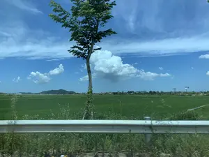 Bức ảnh chụp một khung cảnh nông thôn ở Việt Nam, có thể là tại khu vực Thanh Hóa, được quan sát từ một phương tiện đang di chuyển trên đường. Ở phía trước, một hàng rào chắn an toàn bằng kim loại (lan can đường) chạy dọc theo con đường. Một cái cây xanh đứng đơn độc ven đường. Phía sau hàng rào là một cánh đồng lúa xanh mướt, rộng lớn trải dài đến tận chân trời. Ở phía xa, có thể thấy những dãy núi thấp, các ngôi nhà và một khu dân cư. Có một vài biển quảng cáo lớn được dựng lên ở phía xa nhưng không thể đọc rõ nội dung. Bầu trời trong xanh với những đám mây trắng, báo hiệu một ngày nắng đẹp.。（日本語訳）。ベトナムの田舎の風景を写した写真で、おそらくタインホア地方にて、道路を移動中の乗り物から見たものです。手前には、金属製の安全柵（ガードレール）が道に沿って続いています。道端に一本の緑の木がぽつんと立っています。柵の後ろには、青々とした広大な水田が地平線まで広がっています。遠くには、低い山並み、家々、そして住宅地が見えます。遠くにいくつかの大きな広告看板が設置されていますが、内容ははっきりと読み取れません。空は青く澄み渡り、白い雲が浮かんでおり、晴れた美しい日であることを示しています。