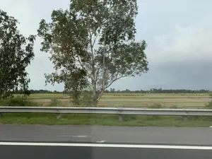 Bức ảnh ghi lại khung cảnh nông thôn nhìn từ một phương tiện đang di chuyển trên đường. Ở tiền cảnh là mặt đường nhựa và một hàng rào chắn kim loại. Phía sau hàng rào là một cánh đồng lúa rộng lớn, đặc trưng của vùng nông thôn Việt Nam, có thể là ở khu vực Thanh Hóa. Cánh đồng được chia thành nhiều thửa, một số đã thu hoạch để lại gốc rạ màu vàng nâu, trong khi những thửa khác có vẻ như đang được canh tác. Ven đường và trên cánh đồng có những hàng cây cao. Bầu trời u ám, nhiều mây. Ở phía xa trên cánh đồng, có thể nhận thấy vài bóng người dường như là nông dân đang lao động. Không có văn bản hay biển hiệu nào có thể đọc được.。（日本語訳）。写真は、道路を移動中の乗り物から見た田園風景を記録したものです。前景にはアスファルトの路面と金属製のガードレールがあります。ガードレールの後ろには、ベトナムの田舎に特徴的な広大な水田が広がっており、おそらくタインホア省の地域でしょう。田んぼは多くの区画に分かれており、一部は収穫されて黄褐色の稲株が残っている一方、他の区画は耕作中のようです。道端や田んぼには高い木々が並んでいます。空は曇っており、雲が多いです。遠くの田んぼには、働いている農家と思われる人影がいくつか見えます。読み取れる文字や看板はありません。