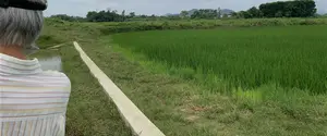 Một người lớn tuổi, tóc bạc, mặc áo sơ mi kẻ sọc, đang đứng nhìn ra một cánh đồng lúa xanh mướt. Đây là một khung cảnh nông thôn. Cánh đồng lúa đang trong thời kỳ sinh trưởng. Bên cạnh cánh đồng là một con mương tưới tiêu có bờ được kè bằng bê tông. Phía xa có thể thấy cây cối, một vài ngôi nhà và những ngọn đồi. Không có chữ viết nào trong hình ảnh. Hoạt động chính là một người có vẻ như đang kiểm tra hoặc quan sát đồng ruộng của mình.。（日本語訳）。白髪で、縞模様のシャツを着た年配の人が、青々とした水田を見つめて立っています。これは田園風景です。水田は生育期にあります。田んぼの隣には、岸がコンクリートで補強された灌漑用の水路があります。遠くには木々、いくつかの家、そして丘が見えます。画像には文字はありません。