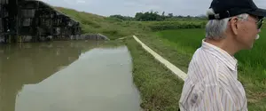 写真は、農村地帯のある風景を写したものです。手前には、白髪で、眼鏡をかけ、黒い野球帽をかぶった年配の男性が、畑の方を向いて立っています。彼は縞模様のシャツを着ています。彼の隣には灌漑用水路があり、水は濁っています。左側には、大きな石またはコンクリートでできた擁壁があり、ダムや水門のような水利施設の一部であるように見えます。右側には、青々と茂る水田が広がっています。細いコンクリートの土手が水路に沿って続いています。遠くには、曇り空の下に木々や他の畑が見えます