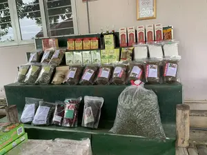 Đây là một quầy hàng trưng bày các sản phẩm đặc sản địa phương, được sắp xếp trên kệ gỗ nhiều tầng màu xanh lá. Các sản phẩm được đóng gói đa dạng trong hộp giấy, túi ni lông và chai thủy tinh. Trên tường có treo một "GIẤY CHỨNG NHẬN OCOP" trong khung vàng, cho thấy các sản phẩm này thuộc chương trình "Mỗi xã một sản phẩm". Các sản phẩm có thể nhận dạng qua nhãn mác bao gồm: trà thảo dược như "TRÀ RAU MÁ (CENTELLA TEA)", "Sâm Báo Mật Ong", trà hỗn hợp "RAU MÁ - ĐẬU NGÔ - MÃ ĐỀ", và "TRÀ SƠN MẬT HỒNG SÂM (ĐẶC SẢN SAPA)". Ngoài ra còn có các loại nông sản sấy khô như "MƯỚP ĐẮNG RỪNG", "TÁO ĐỎ TÂN CƯƠNG", "CHUỐI HỘT RỪNG", và một túi lớn chứa lá cây khô. Hoạt động chính là trưng bày hàng hóa để bán.。（日本語訳）。これは地元の特産品を展示する売店で、商品は緑色の多層の木製棚の上に並べられています。商品は紙箱、ビニール袋、ガラス瓶など、多様な形で包装されています。壁には金色の額縁に入った「OCOP証明書」が掛けられており、これらの商品が「一村一品」プログラムに属していることを示しています。ラベルで識別できる商品には、「ツボクサ茶（CENTELLA TEA）」、「サムバオ・ハチミツ」、ブレンド茶の「ツボクサ - トウモロコシ豆 - オオバコ」、そして「ソンマット・ホンサム茶（サパ特産）」といったハーブティーがあります。その他にも、「森のゴーヤ」、「新疆の赤ナツメ」、「森の種ありバナナ」などの乾燥農産物や、乾燥した木の葉が入った大きな袋もあります。主な活動は、販売のための商品展示です。