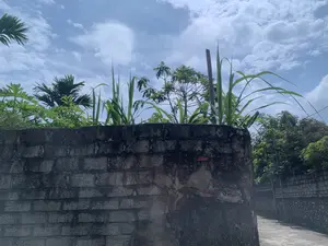 Khung cảnh ngoài trời vào một ngày nắng đẹp. Ở phía trước là một bức tường cũ được xây bằng gạch xỉ, đã bị phong hóa và bạc màu. Phía sau bức tường có nhiều loại cây cối mọc lên, bao gồm cây mía, cây cọ và các loại cây xanh khác. Bầu trời trong xanh và có nhiều mây trắng. Bên phải hình ảnh là một con hẻm nhỏ được bê tông hóa, chạy dọc theo một bức tường khác. Không có người hay hoạt động nào được ghi lại. Không có văn bản hay chữ viết nào có thể nhận dạng được trong hình.。（日本語訳）。晴れた日の屋外の風景。手前には、風化して色褪せた、燃え殻レンガで造られた古い壁があります。壁の後ろには、サトウキビ、ヤシの木、その他の緑の植物など、さまざまな種類の植物が生えています。空は青く澄んでおり、白い雲がたくさん浮かんでいます。画像の右側には、別の壁に沿って続く、コンクリートで舗装された小さな路地があります。人や活動は記録されていません。画像内には、認識できるテキストや文字はありません。