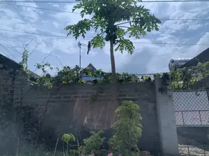 Bức ảnh chụp một khung cảnh ngoài trời vào ban ngày, có thể là ở sân sau của một ngôi nhà ở khu dân cư.。- **Chữ viết:** Trên bồn nước bằng inox có thể đọc được chữ "SƠN HÀ".。- **Cảnh vật và hoạt động:**。- **Loại địa điểm:** Sân sau hoặc một góc vườn trong khu dân cư.。- **Hoạt động cụ thể:** Không có hoạt động của con người. Cảnh vật cho thấy việc trồng cây ăn quả trong vườn nhà.。- **Vật thể:** Một cây đu đủ cao, đang ra nhiều quả đu đủ xanh. Phía sau cây là một bức tường xây bằng gạch bê tông. Trên bầu trời xanh có mây trắng và các đường dây điện chạy ngang qua. Lấp ló sau bức tường là mái của một ngôi nhà màu xanh, một chiếc ăng-ten TV và một bồn nước inox. Dưới đất và trên tường có các loại cây leo và cây nhỏ khác. Bên phải có một phần của chiếc cổng lưới sắt.。（日本語訳）。この写真は、日中の屋外の風景を撮影したもので、おそらく住宅街にある家の裏庭でしょう。- **文字：**ステンレス製の給水タンクに「SƠN HÀ」という文字が読み取れます。- **風景と活動：**。- **場所の種類：**住宅街の裏庭または庭の一角。- **具体的な活動：**人間の活動はありません。風景は、家の庭で果樹を栽培していることを示しています。- **物体：**背の高いパパイヤの木が1本あり、たくさんの青いパパイヤの実がなっています。木の後ろにはコンクリートブロックで造られた壁があります。青い空には白い雲と、横切る電線があります。壁の後ろからは、緑色の家の屋根、テレビアンテナ、ステンレス製の給水タンクがのぞいています。地面と壁には、さまざまな種類のつる植物や他の小さな植物があります。右側には、鉄製のメッシュゲートの一部が見えます。