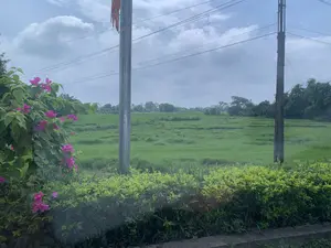Bức ảnh ghi lại một khung cảnh nông thôn với một cánh đồng lúa xanh mướt rộng lớn ở phía sau. Ở phía trước, có một hàng rào cây xanh và một giàn hoa giấy màu hồng đang nở rộ. Có hai cây cột trong ảnh: một cột cờ bằng kim loại ở bên trái, trên đó treo một lá cờ màu đỏ đã bị rách, và một cột điện bê tông ở bên phải. Các đường dây điện chạy ngang qua bầu trời nhiều mây. Không có người hay hoạt động nào được nhìn thấy trong ảnh. Không có chữ viết nào có thể đọc được.。（日本語訳）。写真は、背景に広がる青々とした広大な水田のある田園風景を記録しています。手前には、緑の木の生け垣と、満開のピンク色のブーゲンビリアの棚があります。写真には2本の柱があります。左側には金属製の旗竿があり、そこには破れた赤い旗が掲げられています。そして右側にはコンクリート製の電柱があります。電線が曇り空を横切っています。写真には人や活動は見られません。読み取れる文字はありません。