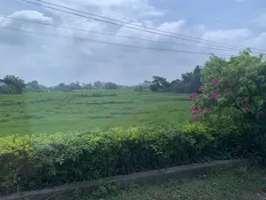 Không có thông tin dạng chữ viết như biển báo hay văn bia. Bức ảnh chụp một khung cảnh vùng nông thôn, với một cánh đồng lúa xanh mướt trải dài. Ở phía trước, có một hàng rào cây xanh và một cây hoa giấy đang nở hoa màu hồng. Phía xa là những rặng cây. Bầu trời nhiều mây, có vẻ là một ngày trời râm mát. Có các đường dây điện bắc ngang qua bầu trời. Không có hoạt động nào của con người được ghi nhận trong ảnh, chỉ có cảnh quan nông nghiệp yên bình.。（日本語訳）。看板や石碑のような文字情報はありません。写真は田園風景を写しており、青々とした水田が広がっています。手前には緑の生け垣と、ピンク色の花を咲かせているブーゲンビリアの木があります。遠くには木々の列があります。空は曇っており、涼しい曇りの日のようです。空には電線が横切っています。写真には人間の活動は記録されておらず、平和な農業景観のみです。