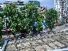 202407_Hanoi/20240706-144519-0.JPG 2440KB