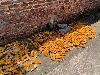 202407_Sontay/20240705-112549-0.JPG 2449KB