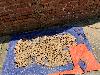 202407_Sontay/20240705-112559-0.JPG 2188KB