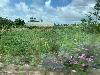 202407_Thanhhoa/20240708-082220-0.JPG 1439KB