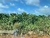 202407_Thanhhoa/20240708-082909-0.JPG 1578KB