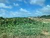 202407_Thanhhoa/20240708-082918-0.JPG 1553KB