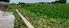 202407_Thanhhoa/20240709-084005-0.JPG 1396KB