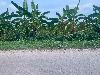 202407_Thanhhoa/20240709-103035-0.JPG 1633KB