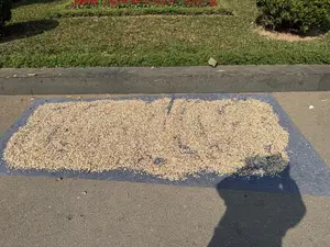 Một tấm bạt màu xám được trải trên mặt đường nhựa để phơi một lượng lớn hạt, có vẻ là hạt ngô. Các hạt có màu trắng ngà là chủ yếu, xen lẫn với một số hạt màu đỏ. Phía sau là một bồn cây có viền đá, với cỏ xanh và một hàng hoa màu đỏ đang nở rộ dưới ánh nắng. Bóng của người chụp ảnh đổ xuống ở góc dưới bên phải.。（日本語訳）。灰色のシートがアスファルトの路上に広げられ、大量の穀物が干されている。それはトウモロコシの粒のようだ。粒は主に象牙色で、いくつかの赤い粒が混ざっている。後方には石で縁取られた花壇があり、緑の草と一列の赤い花が日差しを浴びて咲き誇っている。撮影者の影が右下の角に落ちている。