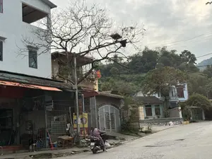 vinaphone. XE. 28-H1 478.18. Khung cảnh một con đường ở một khu vực dân cư tại Việt Nam dưới bầu trời u ám, nhiều mây. Bên lề đường là các ngôi nhà san sát, một người mặc bộ đồ màu tím đang ngồi trên chiếc xe máy có biển số 28-H1 478.18. Ở phía trước, một cây lớn khẳng khiu, đã rụng hết lá. Phía sau là những ngọn đồi cây cối xanh tươi. Một lá cờ Việt Nam được treo trên ban công của một ngôi nhà.。（日本語訳）。vinaphone. 車両. 28-H1 478.18. どんよりと曇った空の下、ベトナムのある住宅街の道の風景。道端には家々が密集しており、紫色の服を着た人がナンバープレート28-H1 478.18のバイクに座っている。手前には、葉をすっかり落とした大きな木が一本ある。後ろには、緑豊かな木々の丘がある。