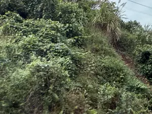 Bức ảnh chụp một sườn đồi được bao phủ bởi thảm thực vật xanh tươi và rậm rạp. Nhiều loại cây cối, bao gồm cây leo, bụi rậm và cỏ lau, mọc um tùm. Có một con đường mòn nhỏ bằng đất hoặc một vệt đất lở chạy dọc theo sườn đồi. Bầu trời phía trên có vẻ u ám.。（日本語訳）。写真は、青々として生い茂った植生に覆われた丘の斜面を写している。丘の斜面に沿って、小さな土の小道か地滑りの跡が走っている。上空はどんよりしているようだ。