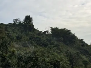 Một sườn đồi được bao phủ bởi thảm thực vật xanh tươi rậm rạp. Bầu trời u ám và đầy mây. Cây cối và bụi rậm mọc um tùm trên khắp sườn đồi. Trên đỉnh đồi, có một cây khô với cành trắng nổi bật giữa những tán lá xanh. Phía xa bên phải có một cột điện.。（日本語訳）。丘の斜面が、青々とした鬱蒼とした植生に覆われている。空はどんよりとしており、雲が多い。丘の頂上には、緑の葉の中で白い枝が際立つ枯れ木が一本ある。遠く右側には電柱が一本ある。