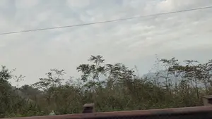 Bức ảnh chụp một khung cảnh thiên nhiên với bầu trời u ám, đầy mây. Một đường dây điện mỏng vắt ngang qua phần trên của ảnh. Phía dưới là những lùm cây và bụi rậm mọc um tùm ven đường. Xa xa phía sau hàng cây là bóng dáng mờ ảo của những ngọn núi trong sương.。（日本語訳）。写真は、暗く雲の多い空の自然風景を写しています。一本の細い電線が写真の上部を横切っています。下には、道端に沿って木々や茂みがうっそうと茂っています。木々の後ろの遠くには、霧の中の山々のぼんやりとした姿があります。