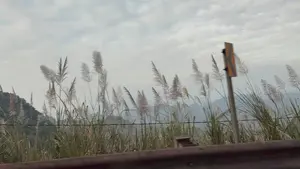 Bức ảnh chụp cảnh ven đường với những bông cỏ lau cao đang đung đưa trong gió. Những bông cỏ có màu trắng ngà, phất phơ trước nền trời u ám, đầy mây. Phía sau đám cỏ là dãy núi mờ ảo trong sương. Có một biển báo giao thông màu vàng và một lan can đường ở bên đường. Khung cảnh mang vẻ đẹp yên bình và hoang sơ của vùng núi.。（日本語訳）。風に揺れる背の高いススキの穂がある道端の風景を写した写真。ススキの穂は象牙色で、雲の多い暗い空を背景にそよいでいる。道端には、黄色い交通標識とガードレールがある。その風景は、山岳地帯の穏やかで自然のままの美しさを持っている。