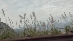 Những bông cỏ lau trắng đang phất phơ trong gió, nổi bật trên nền trời u ám và những dãy núi mờ ảo trong sương ở phía xa. Phía dưới cùng là một phần của lan can đường màu nâu.。（日本語訳）。白いススキの穂が風になびき、暗い空と遠くの霧にかすむ山々を背景に際立っている。一番下には、茶色い道路のガードレールの一部がある。