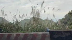 Bức ảnh chụp phong cảnh núi rừng nhìn từ một phương tiện đang di chuyển, tạo hiệu ứng mờ nhòe. Ở phía trước là một lan can bê tông ven đường. Nổi bật trong khung cảnh là những bụi cỏ lau cao với bông lau trắng đang bay trong gió. Phía sau là những dãy núi trập trùng được bao phủ bởi cây cối xanh tươi dưới bầu trời u ám, nhiều mây.。（日本語訳）。移動中の乗り物から見た山林の風景写真で、ブレ効果が生じている。手前には、道端のコンクリート製の手すりがある。風景の中で際立っているのは、白い穂が風になびく背の高いススキの茂みだ。その後ろには、青々とした木々に覆われた幾重にも連なる山々が、どんよりとした曇り空の下に広がっている。