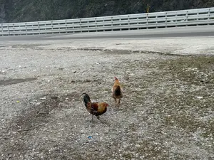 Bức ảnh chụp hai con gà, một con trống và một con mái, đang đi trên một bãi đất đầy sỏi đá ven đường. Con gà trống ở phía trước có bộ lông nhiều màu sắc với tông màu đen, nâu và vàng. Con gà mái ở phía sau có màu nâu. Phía sau chúng là một con đường nhựa và một hàng rào chắn bằng kim loại. Phía xa là một sườn đồi dốc có cây cối bao phủ.。（日本語訳）。写真は、雄鶏1羽と雌鶏1羽の2羽の鶏が、道端の小石だらけの地面を歩いているところを写している。手前の雄鶏は、黒、茶色、黄色の色調を持つ色とりどりの羽をしている。後ろの雌鶏は茶色である。彼らの後ろには、アスファルトの道路と金属製のガードレールがある。遠くには、木々で覆われた急な丘の斜面がある。