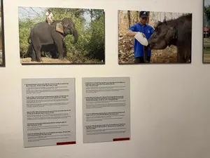 それは、ロー・ヴァン・ホップ氏（タイ族）の父子の象、トゥンです。この象は非常に特別で、村の「宝物」と見なされています。象は木材を運び、畑を耕し、荷物を運び、村の祭りに参加します。機密を保持するため、兵士たちは夜間のみ活動しました。象のトゥンは、大砲を曳き、食糧や弾薬を戦場へ運ぶ任務を与えられました。多くの夜、象は任務に出かけ、ある夜にはホーおじさん（ホー・チ・ミン）とヴォー・グエン・ザップ将軍の住居のそばを通り過ぎました。何度も負傷しましたが、それでも任務を遂行しようとしました。1961年、象のトゥンは老衰で死にました。象を悼み、ホップ氏の家族と村人たちは、人に葬儀を行うように、象のために非常に丁重な葬儀（葬式）を行いました。ダラ姉さんの飼い主であるイ・クロン氏はムノン族です。彼の家族は4代にわたり象を飼育する伝統があります。以前、象のダラは木材を運ぶために使われていました。これはダクラクの家象が20年間出産していなかったため、珍しい出来事でした。この知らせを聞き、地方政府と地元の人々、そしてヨックドン国立公園の専門家たちが家族を助けるために駆けつけました。ダクラク象保護センターの職員であるファム・ヴァン・ラン氏が、直接子象に人工乳を与えました。彼の世話のおかげで、子象は危機を乗り越えました