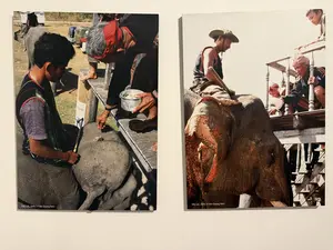 VOI, Dak Lak, 1993. Ảnh: Dinh Q. Le（象、ダクラク、1993年。写真：ディン・Q・レ）