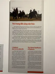 象にまつわる多くの地名、村の長老たちの物語、祈りの言葉、叙事詩はすべて象の痕跡を残しています。健康祈願の儀式、新築祝い、野生の象との友好を結ぶ儀式などがあり、その中には象を売買する際の儀式も含まれます。これはムノン族にとって最大かつ最も荘厳な儀式です。彼らの考えでは、野生の象と家畜の象は密接な関係にあり、切り離すことはできません。そのため、野生の象を捕獲したり、象を購入したりした際には、象の神と元の所有者に儀式を行わなければならず、さもなければ飼い慣らすことはできないとされています。エデ族にも、象の所有者に対する規定、象狩りの名手や象の飼育の名人への報奨金など、ムノン族の慣習法と同様の規定があります。象のレース祭りや象の健康祈願の儀式は、ブオン・ドンや、省の大きな文化祭の際に定期的に開催されています。水辺の儀式祭り、ゴング（銅鑼）祭りなど...。現在、象は西グエン地方の重要な遺産の一つとなりつつあります