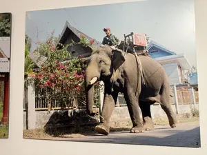 象に乗った男性が住宅街の道を歩いている写真が壁に展示されている。写真内に看板や説明文などの文字はないが、右下隅に数字の「2」が記されている