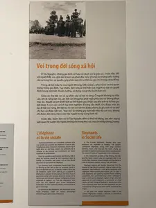 かつて、象は単なる移動や運搬の手段としての役割を果たすだけでなく、豊かさ、権威、富の象徴であり、共同体における家族の価値を測る尺度でもありました。しかし、象を狩り、飼いならすのは男性です。象の強さとその数が、家族や共同体における男性の役割を決定します。ムノン族には、「飼いならされた象は互いに戦わせてはならない」という歴史的な言い伝えがあります。人々は、象は飼いならされた時から家族の一員になると信じています。人々は象を自分の子供のようにみなし、「お前の母さん、俺の子供」と呼びます。エデ族にとって、象は神聖な財産です。そのため、エデ族は決して象の肉を食べません。人々はまた、象の健康を祈る儀式や、象の命名式などを執り行います。ムノン族とエデ族は、象の狩猟と飼いならしを伝統的な職業と見なしています。象を聖なる動物、力の象徴、人間にとって忠実な友と見なしています。「象の売買」は、テイグエン地方の諸民族の間で行われる、非常に活発な取引でした。ベトナム民族学博物館は、象と、その狩猟および飼いならしの職業に関する、多くの貴重で希少な品々を収蔵しています