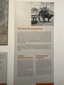 象は家族や共同体の貴重な財産であるだけでなく、富と権力の尺度でもありました。ムノン族のムノン・ルラム慣習法には、象の売買や交換に関する規定があります...。テイグエン地方の有名な飼いならされた象は、しばしば皇族、商人、ベトナム人、華人、フランス人のプランテーション所有者に売られ、ブオン・ドンはかつて重要な象の売買の中心地でした。ムノン族、エデ族、ラオス人、タイ人、ビルマ人...の象使い（象の世話、訓練、調教をする人々）が約100年間（19世紀末、20世紀初頭）ここに集まり、仕事をしていました。今日、バン・ドン観光地（ダクラク省ドン・ドン県）の象は...地元の人々や家族の生きた記憶の一部として、また他の観光サービスと共に、地域の経済に貢献するために依然として使われています