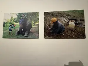 画像には文字がありません。白い壁に2枚の写真が展示されている。左の写真は、屋外で象と触れ合う人々の様子を写している。右の写真は、黄色い帽子をかぶった人物が地面で何か作業をしている様子を写している