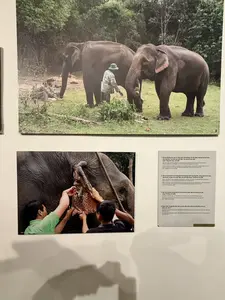 主な儀式は家と屋外の儀式場で行われます。儀式では、象はきれいに体を洗われ、その後、祈祷師が祈りの言葉を唱え、生贄の動物（鶏、豚）の血を象の頭に塗って、福を祈り悪霊を払います。象も徒競走、水泳、重量物引きなどの競技に参加します。象の健康祈願の儀式は、ムノン族の物質的・精神的生活において重要な意味を持つ動物への敬意を示すだけでなく、コミュニティが団結を強めるための機会でもあります