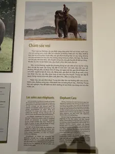 特に、象は親しい友人であり、貴重な財産となりました。各家庭は通常、自分の象を飼っていますが、その生活空間は屋外です。象は通常、森に放し飼いにされ、バナナ、デンプン質の植物、タケノコ、籐などを自分で探し、互いに守り合います。そのため、象の餌場は通常、森、草原、沼地、小川のほとりなどです。象が怪我をした場合、飼い主は通常、森の木の葉や樹皮、根を使って傷を治療します。象が他人の罠にかかった場合、双方は交渉して象を分け合います。象が重病になった場合、シャーマンが呼ばれ、神々に象の病気が治るよう祈る儀式を行います。さらに、人々は祭祀や禁忌を行い、象が早く元気になるよう神々に祈ります。祭りの際には、象は飾り付けをされ、象のレース、綱引き、サッカーなどの共同活動に参加します。今日、各家庭は依然として象を個人で飼育する習慣を維持していますが、ケアセンターの支援を受けています。これらのセンターは、ダクラク省のように、象の世話、健康チェック、栄養、生活環境に責任を負っています。家畜化、木材や食料の運搬、そして戦闘への参加です。象は親しい友人であり、貴重な財産となりました。各家庭は屋外で生活する自分の象を所有しています。象は森で自由に放たれ、好物であるバナナの木、デンプン質の植物、竹や籐の新芽を探し、互いを守り合います。彼らの生活空間は森から草原、沼地、小川のほとりにまで及びます。象が怪我をした場合、飼い主は森の葉、樹皮、根を使って治療します。象が他の誰かによって罠にかけられた場合、両者は動物の共有を交渉します。象が重病の場合、シャーマンが招かれ、精霊に治癒を求める儀式を行います。また、その速やかな回復を祈るための祭祀や禁忌も行われます。祭りの際には、象は飾り付けをされ、象のレース、綱引き、サッカーなどの共同体の活動に参加します。現在、各家庭による象の私的所有の慣習は、ケアセンターの支援を受けて維持されています。これらのセンターは、ダクラク省のように、象の世話、健康管理、栄養、環境に責任を負っています。象は親しい友人であり、貴重な財産となりました。各家庭は屋外で生活する自分の象を所有しています。象は森に自由に放たれ、好物であるバナナの木、デンプン質の植物、竹や籐の新芽を探し、互いを守り合います。彼らの生活空間は、森から草原、沼地、小川のほとりまで多岐にわたります。象が怪我をした場合、その飼い主は森の葉、樹皮、根を使って傷を治療します。象が他の誰かによって罠にかけられた場合、両者は動物を共有するために交渉します。象が重病の場合、シャーマンが招かれ、精霊に治癒を求める儀式を行います。その速やかな回復を祈るために、礼拝や禁欲も行われます。祭りの際には、象は飾り付けをされ、象のレース、綱引き、サッカーなどの共同体の活動に参加します。現在、各家庭による象の私的所有の慣習は、ケアセンターの支援を受けて維持されています。これらのセンターは、ダクラク省のように、象の世話、健康診断、栄養、環境に責任を負っています