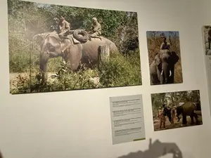 象はまた、神聖な動物、富、権力、そして力の象徴と見なされています。また、象の健康を祈る儀式、象を森へ送る儀式、神々に感謝し象を招待する水牛の生贄の祭り（水牛突き）など、テイグエン（中部高原）の民族の多くの儀式や慣習とも結びついています...）