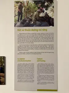 彼らは通常5～10人のグループに分かれ、1週間、時には1ヶ月も森に入ります。狩猟団は経験豊富なリーダーに率いられ、そのリーダーは12歳以上であることもあります。各グループには2人の乗り手がおり、2～3頭の飼いならされたゾウに乗って槍先と投げ縄を構え、捕獲する野生ゾウを選んだ後、いつでも動けるように待機しています。他の猟師たちはゴングやシンバルを鳴らし、叫び声をあげて、群れから引き離された野生ゾウを罠に追い込み、混乱を生じさせ、狩りの対象ではない大きなゾウを追い払い、その後、飼いならすために追い込みます。彼らは寝泊まりするための小屋を建て、夜にはゾウを暖めるために薪で火を焚きます。全員が定められたタブーを厳格に守り、集団で飼いならすために協力し合わなければなりません。飼いならしの期間は通常1～3ヶ月ですが、頑固なゾウの場合は1年に及ぶこともあります