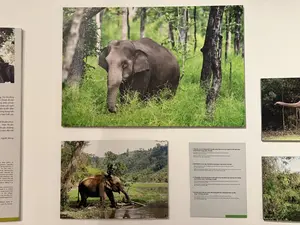 The Mnong people live in the Central Highlands of Viet Nam. For a long time, the elephant has been an important part of their ... They consider elephants as a sacred animal and ... family members. Capturing and training wild elephants is a ... tradition of Mnong people. (ムノン族はベトナムの中部高原に住んでいます。長い間、象は彼らの...の重要な一部でした。彼らは象を神聖な動物、そして...家族の一員と見なしています。野生の象を捕獲し訓練することは、ムノン族の...伝統です。過去には、ムノン族は野生動物の狩猟や戦争においても象を用いていました。今日では、ブオンドン象レースフェスティバルのような祭りでは象のレースや象のサッカーの試合が催され、多くの観光客を魅了しています。象はまた、村を訪れる観光客にとって重要な交通手段でもあります。しかし、中部高原における象の数は著しく減少しています。象に関連する多くの伝統的な儀式は失われました。これらの賢く忠実な動物を保護するため、いくつかの象の保護プロジェクトが実施されています