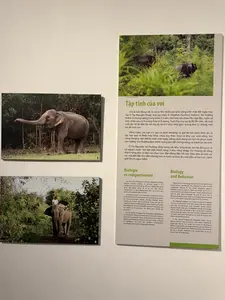 象はメスのリーダーの指揮の下、群れで生活します。ベトナムでは、象は主にソンラ省、ゲアン省、ハティン省、クアンナム省、ダクラク省、ドンナイ省に生息しています。象は自然の生態系において非常に重要な役割を果たしており、森林の種子を散布し、森林生態系を維持することに貢献しています。しかし、狩猟や生息地の喪失により、野生の象の数は急激に減少しています。また、昆虫や日光から皮膚を守るために泥浴びをすることもよくあります。象は非常に賢く、音、身振り、匂いなど、さまざまな方法でお互いにコミュニケーションをとることができます。彼らは非常に優れた記憶力を持ち、何年もの間、水源や食料源の場所を覚えていることができます。象はまた、群れの仲間と深い愛情を分かち合い、他の象が死ぬと悲しみます。科学者たちは、象が高度な認知能力と感情を持っていることを示す複雑な行動を観察しています。スリランカのE. m. maximus、アジア本土のE. m. indicus、スマトラ島のE. m. sumatranusの3亜種が認められている。アジアゾウはアジアに生息する最大の陸上動物である。彼らはジェネラリストな草食動物であり、多種多様な植物を食む。彼らの食事は主に草で構成されているが、樹皮、根、葉、そして木や低木の小さな茎も食べる。彼らは多くの水を必要とし、少なくとも1日に1回は水源を訪れる。アジアゾウは非常に社会性が高く、血縁関係にあるメスとその子孫からなる家族グループで生活し、最も年長で経験豊富なメスである女家長が率いる。オスのゾウは性的成熟に達すると生まれた群れを離れ、単独で、あるいは一時的な独身のオスグループで生活する。ゾウの間のコミュニケーションには、発声、化学信号、触覚的・視覚的な表示が含まれる