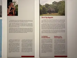 Ông Y Prông Êban (Ama Kông), 2005, © TTXVN。Trưng bày được tổ chức với đa số hiện vật lựa chọn từ bộ vật dụng của "Vua。voi" cuối cùng ở Tây Nguyên, ông Y Prông Êban (1910-2012), do con trai là ông。Khăm Phết Lào tặng Bảo tàng Dân tộc học Việt Nam năm 2014.。Ông Y Prông Êban, thường gọi Ama Kông, là cháu của Y Thu Knul (Khun。Sunôp) - "Vua voi" nổi tiếng nhất và là người đã phát triển nghề bắt, thuần。dưỡng voi rừng ở Buôn Đôn (Đắk Lắk). Tương truyền, Ama Kông đã bắt hàng。trăm con voi rừng, trong đó có 2 con voi trắng. Ông còn nổi tiếng với các thang。thuốc làm từ cây cỏ hái trong rừng.。Khăm Phết Lào sinh năm 1963, thường theo cha trong các chuyến đi bắt voi。rừng và hái cây cỏ làm thuốc. Sau khi hoàn thành một số khóa học về y học cổ。truyền và tốt nghiệp trung cấp Y tế, năm 1989, ông phát triển nghề thuốc của。mình. Ông đã tặng Bảo tàng gần 30 hiện vật trong sưu tập của mình, với。mong muốn di sản bắt và thuần dưỡng voi của cha mình cũng như của người。Mnông được lưu giữ và giới thiệu đến đông đảo công chúng.。Đắk Lắk, 2017。Voi ở Tây Nguyên。Tây Nguyên không những là địa bàn sinh sống của voi rừng mà còn nổi。tiếng có nhiều voi nhà. Với nhiều tộc người ở đây, nhất là người Mnông, Êđê,。Gia Rai, voi không chỉ là một tài sản lớn mà còn được coi là thành viên trong gia。đình và có vai trò quan trọng trong đời sống, văn hóa, xã hội của cộng đồng.。Bắt và thuần dưỡng voi rừng là một nghề truyền thống của người Mnông ở。Buôn Đôn (Đắk Lắk). Những năm đầu thập kỷ XX, Việt Nam tham gia Công。ước quốc tế về bảo vệ động, thực vật hoang dã có nguy cơ bị tuyệt diệt, nhiều。loài, trong đó có voi, được ghi vào Sách đỏ, cấm săn bắn. Người dân cũng không。còn săn bắt voi. Mặc dù vậy, rừng tự nhiên ngày càng bị thu hẹp, môi trường。sống của voi bị ảnh hưởng nghiêm trọng, thêm vào đó là nạn săn trộm để lấy。ngà, lấy lông đuôi, số lượng voi ở Tây Nguyên giảm đến mức báo động.。Công tác bảo tồn voi được nhiều tổ chức quan tâm, vai trò của cộng đồng,。nhất là các địa phương đang có voi, rất quan trọng. Tri thức về thuần dưỡng。cũng như chăm sóc, sử dụng voi vẫn còn sống động trong ký ức của nhiều。người. Đó là những giá trị văn hóa cần được lưu giữ.。（日本語訳）。Y・プロン・エバン氏（アマ・コン）、2005年、©ベトナム通信社。この展示は、テイグエン地方最後の「象の王」Y・プロン・エバン氏（1910-2012）の所持品コレクションから選ばれた多くの現物で構成されており、2014年に息子のカム・ペット・ラオ氏によってベトナム民族学博物館に寄贈されたものです。Y・プロン・エバン氏は、通称アマ・コンとして知られ、最も有名な「象の王」であり、ブオン・ドン（ダクラク省）で野生象の捕獲と調教の技術を発展させたY・トゥ・クヌル氏（クン・スノップ）の孫です。伝説によれば、アマ・コンは何百頭もの野生象を捕獲し、その中には2頭の白象も含まれていました。彼はまた、森で採集した薬草から作る漢方薬でも有名です。カム・ペット・ラオ氏は1963年に生まれ、野生象の捕獲や薬草採集の旅にしばしば父に同行しました。伝統医学のいくつかのコースを修了し、医療専門学校を卒業した後、1989年に自身の薬事業を発展させました。彼は、父の、そしてムノン族の象の捕獲と調教の遺産が保存され、広く一般に紹介されることを願い、自身のコレクションから約30点の現物を博物館に寄贈しました。ダクラク、2017年。テイグエン地方の象。テイグエン地方は野生象の生息地であるだけでなく、多くの家象がいることでも有名です。この地域の多くの民族、特にムノン族、エデ族、ジャライ族にとって、象は大きな財産であるだけでなく、家族の一員と見なされ、コミュニティの生活、文化、社会において重要な役割を果たしています。野生象の捕獲と調教は、ブオン・ドン（ダクラク省）のムノン族の伝統的な職業です。20世紀初頭、ベトナムが絶滅の危機に瀕する野生動植物の保護に関する国際条約に参加した際、象を含む多くの種がレッドブックに記載され、狩猟が禁止されました。人々も象の狩猟をやめました。それにもかかわらず、自然林はますます縮小し、象の生息環境は深刻な影響を受け、さらに牙や尾の毛を狙った密猟が加わり、テイグエン地方の象の数は憂慮すべきレベルまで減少しました。象の保護活動は多くの組織から関心を集めており、コミュニティ、特に象がいる地域の役割は非常に重要です。象の調教や世話、利用に関する知識は、今なお多くの人々の記憶に鮮明に残っています。これらは保存されるべき文化的価値です。