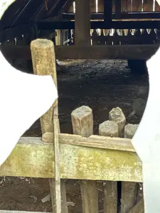 高床式住居と思われる建物の床下。地面に複数の木製の杭が立っている