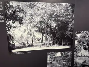 Cây đa và Lăng Vua Lê tại khu di tích Lam Kinh (Thọ Xuân, Thanh Hóa)（ラムキン史跡地区のガジュマルの木と黎王の陵墓 / タインホア省トースアン県）